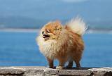 SPITZ ALLEMAND 356
